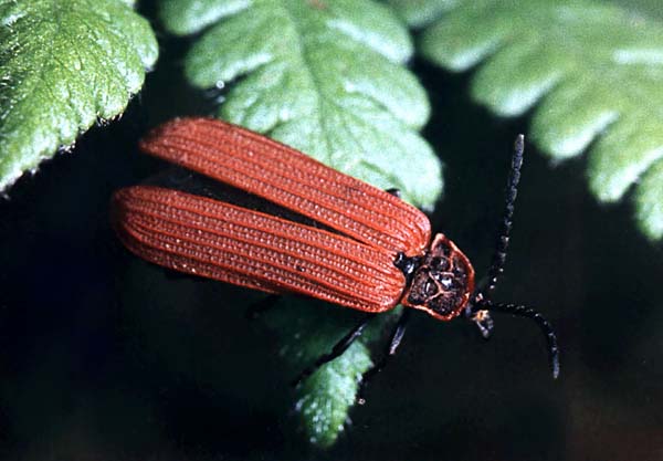 Краснокрылы (Lycidae)